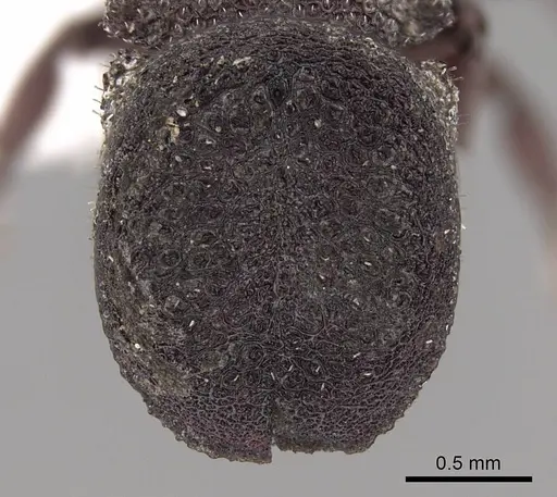 Cephalotes pallidus specimen