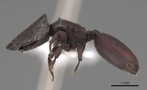 Cephalotes pallidus specimen