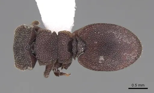 Cephalotes pallidus - CASENT0922515
