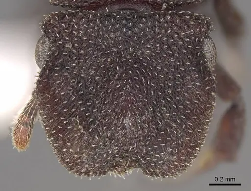 Cephalotes pallidus - CASENT0922515