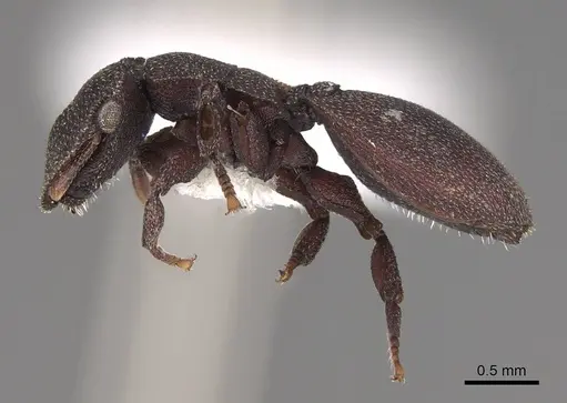 Cephalotes pallidus - CASENT0922515