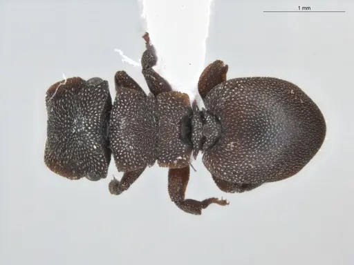 Cephalotes pallidus - ECOFOG-BUG-0046-03