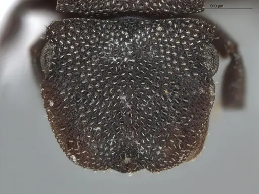 Cephalotes pallidus - ECOFOG-BUG-0046-03