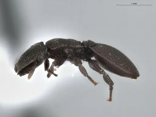 Cephalotes pallidus - ECOFOG-BUG-0046-03