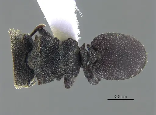 Cephalotes pallidus - IAVH-E-263295