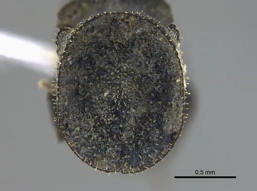 Cephalotes pallidus - IAVH-E-263295