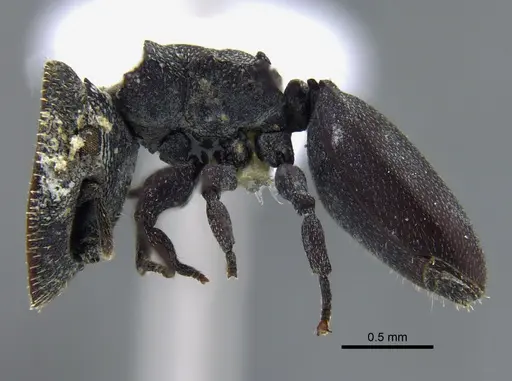 Cephalotes pallidus - IAVH-E-263295