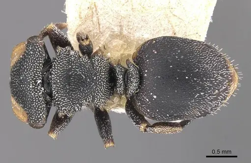 Cephalotes palta specimen