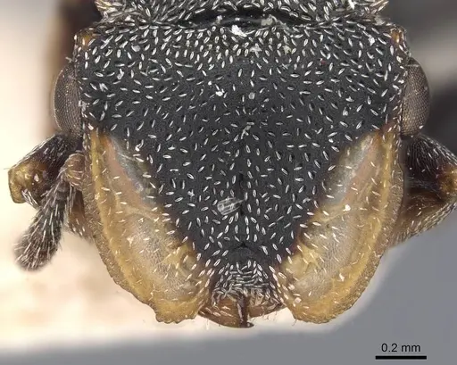 Cephalotes palta specimen
