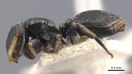 Cephalotes palta specimen