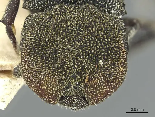 Cephalotes patei specimen