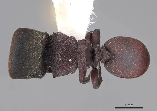 Cephalotes patellaris specimen