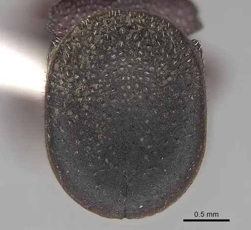 Cephalotes patellaris specimen