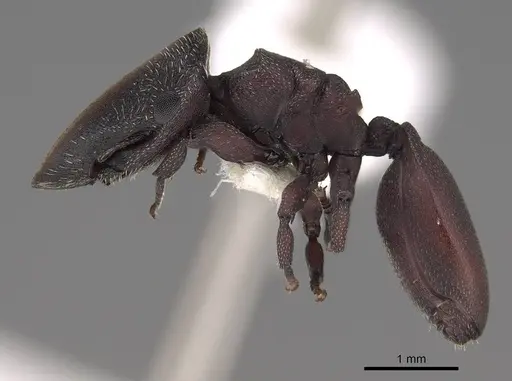 Cephalotes patellaris specimen
