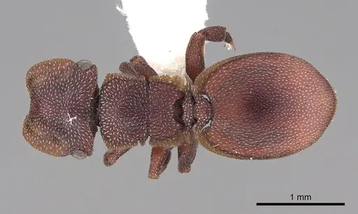 Cephalotes patellaris - CASENT0922519