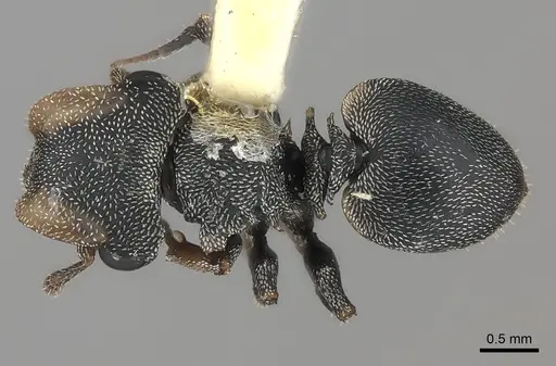 Cephalotes pavonii specimen