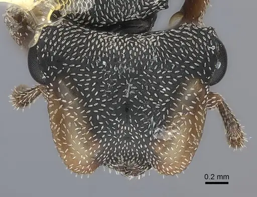 Cephalotes pavonii specimen