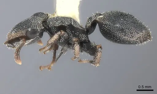 Cephalotes pavonii specimen