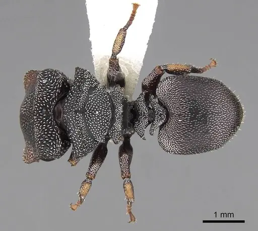 Cephalotes pavonii - CASENT0922610