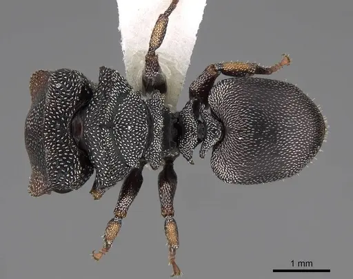 Cephalotes pavonii - CASENT0922610