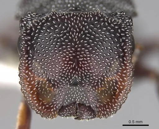 Cephalotes pavonii - CASENT0922610