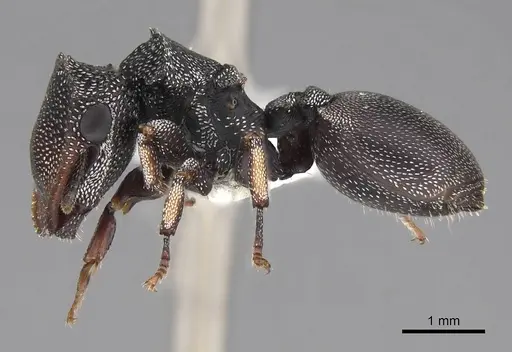 Cephalotes pavonii - CASENT0922610