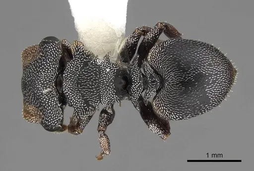 Cephalotes pavonii - CASENT0922611