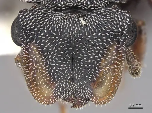 Cephalotes pavonii - CASENT0922611