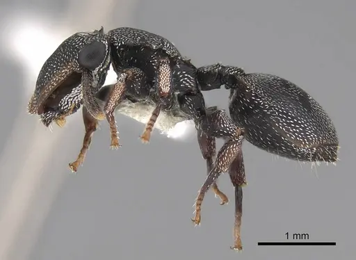 Cephalotes pavonii - CASENT0922611