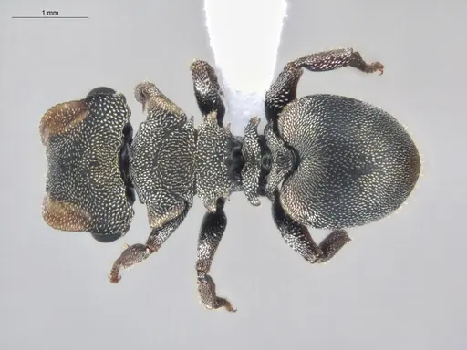 Cephalotes pavonii - ECOFOG-BUG-1737-07