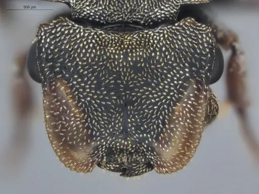 Cephalotes pavonii - ECOFOG-BUG-1737-07