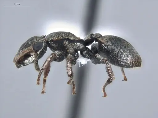 Cephalotes pavonii - ECOFOG-BUG-1737-07