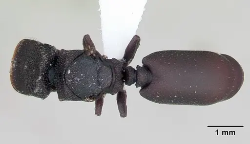 Cephalotes pellans specimen