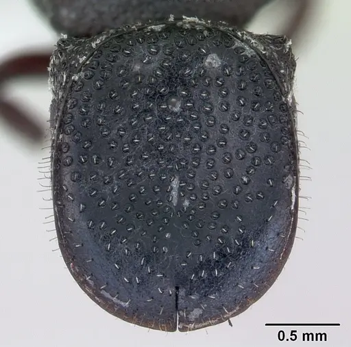Cephalotes pellans specimen