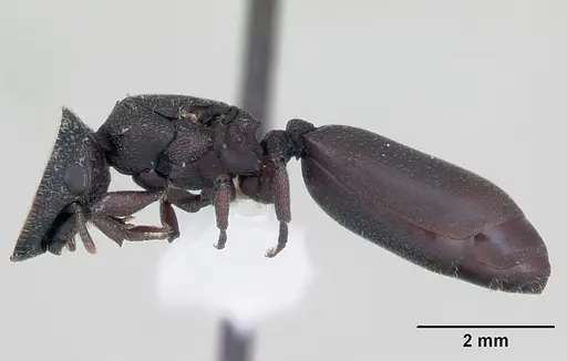 Cephalotes pellans specimen