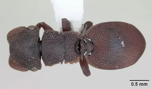 Cephalotes pellans - CASENT0173697