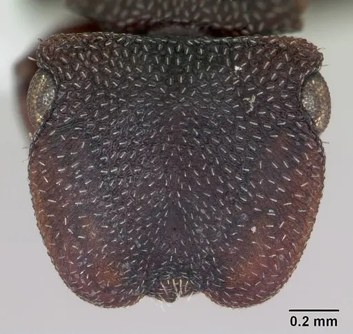 Cephalotes pellans - CASENT0173697