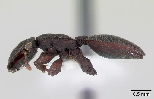 Cephalotes pellans - CASENT0173697