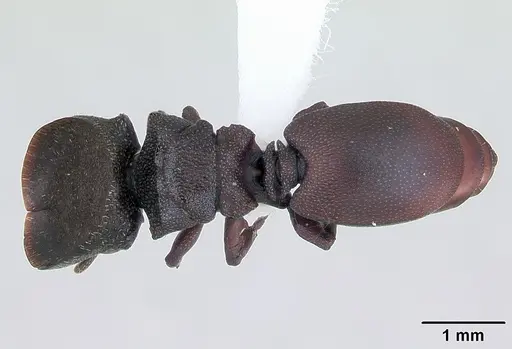 Cephalotes pellans - CASENT0173698