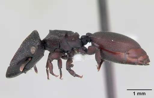 Cephalotes pellans - CASENT0173698