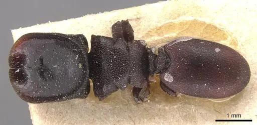 Cephalotes pellans - CASENT0904927