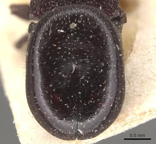 Cephalotes pellans - CASENT0904927