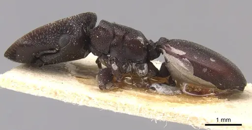 Cephalotes pellans - CASENT0904927