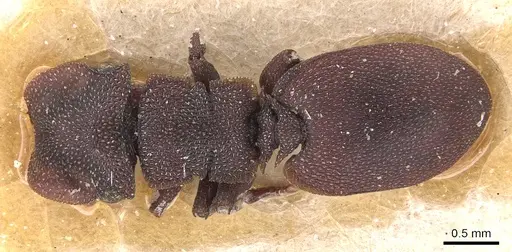 Cephalotes pellans - CASENT0904928