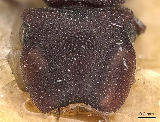 Cephalotes pellans - CASENT0904928