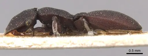 Cephalotes pellans - CASENT0904928