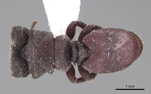 Cephalotes pellans - CASENT0922520