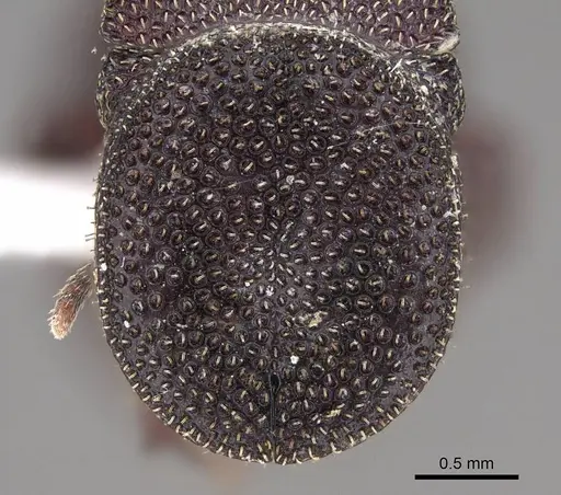 Cephalotes pellans - CASENT0922520