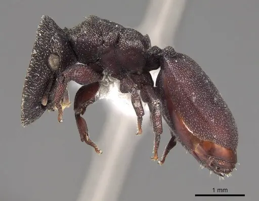 Cephalotes pellans - CASENT0922520