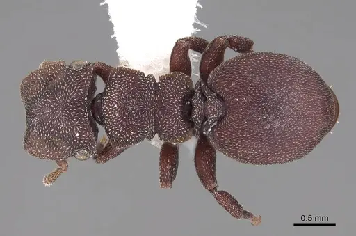 Cephalotes pellans - CASENT0922521
